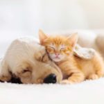 5 Ways Pets Contribute to Our Mental Health