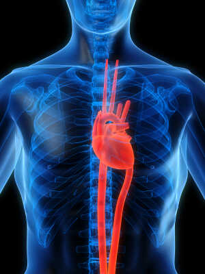 3-D_heart_in_chest (3)